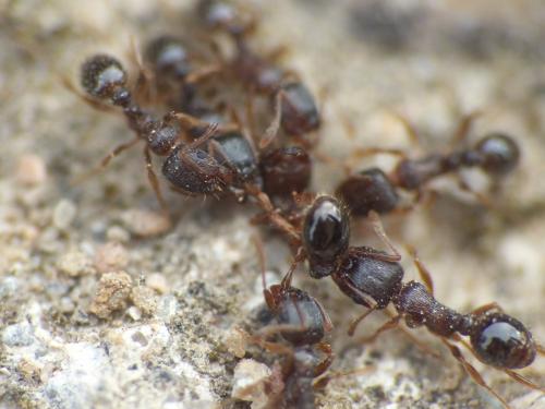 Réf. 275 842 : Tetramorium sp.